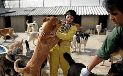 Irán confisca perros por ser "un símbolo de la vulgar cultura occidental". Irán confisca perros por ser "un símbolo de la vulgar cultura occidental".