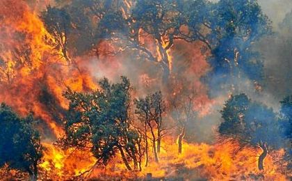 Según datos del Ministerio de Agricultura, Alimentación y Medio Ambiente, hasta el 31 de julio ardieron 16.417 hectáreas. Según datos del Ministerio de Agricultura, Alimentación y Medio Ambiente, hasta el 31 de julio ardieron 16.417 hectáreas.