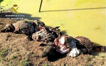 Cuatro personas investigadas en Sevilla por hurtar y matar a cerdos con una maza Cuatro personas investigadas en Sevilla por hurtar y matar a cerdos con una maza