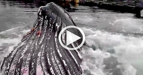 Una ballena jorobada sorprende en un muelle Una ballena jorobada sorprende en un muelle