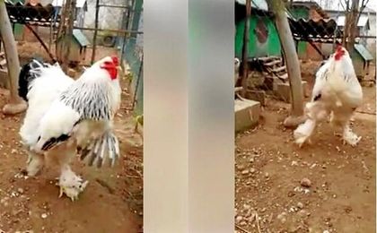 Gallo gigante en Kosovo Gallo gigante en Kosovo